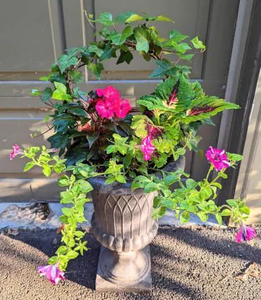 Minimalist container garden