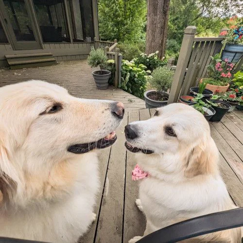 One of the Fancy Farm dogs